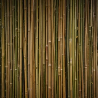 bamboo background