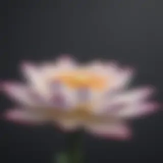 lotus flower png