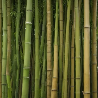 bamboo background