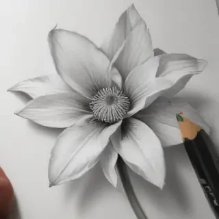 pencil drawings of flowers