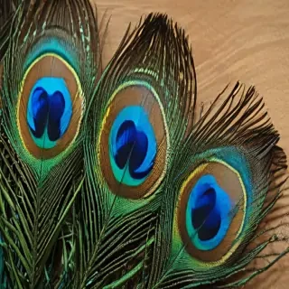 peacock feather images