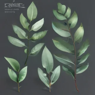 transparent eucalyptus clipart