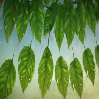 green leaf design