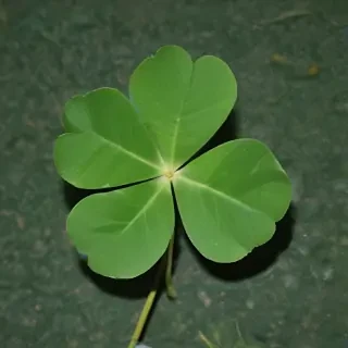 4 leaf clover