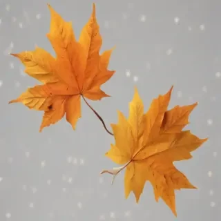fall leaves png
