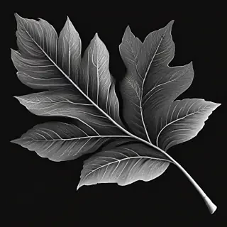 black and white leaf clip art