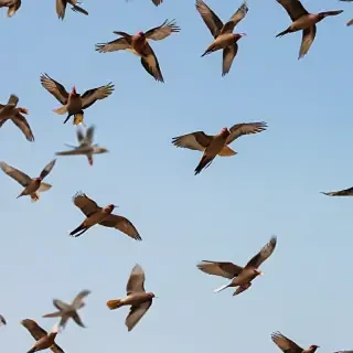 png birds flying