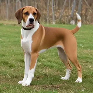 american boxer foxhound