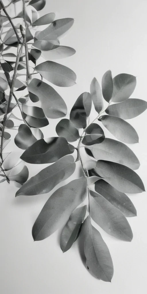 eucalyptus clipart black and white