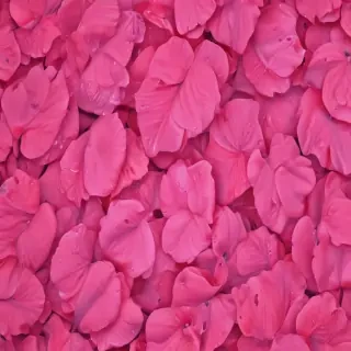 hot pink wallpaper for iphone
