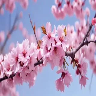 cherry blossom backgrounds