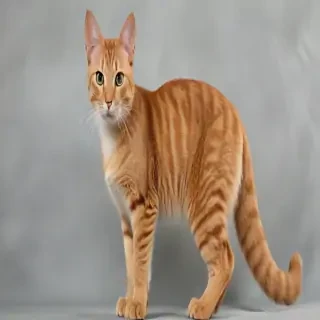 oregon rex cat breed