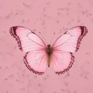 butterfly pink