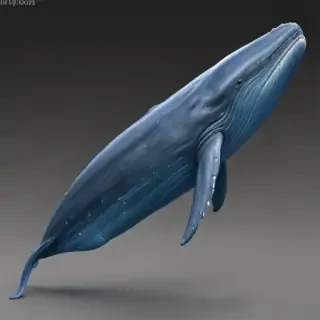 blue whale png