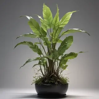 plant transparent