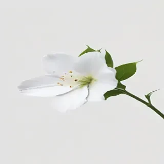 white flower transparent background