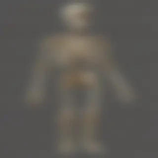 skeleton transparent background