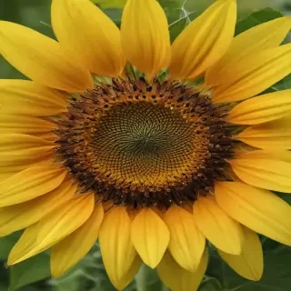 sunflower computer wallpaper