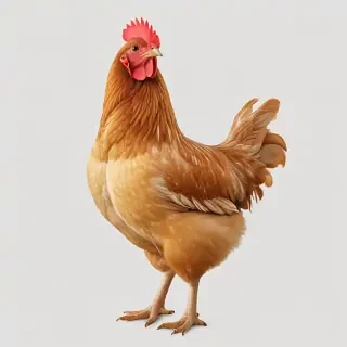 chicken transparent background
