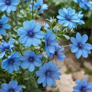 transparent blue flowers