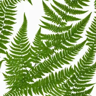 transparent fern png