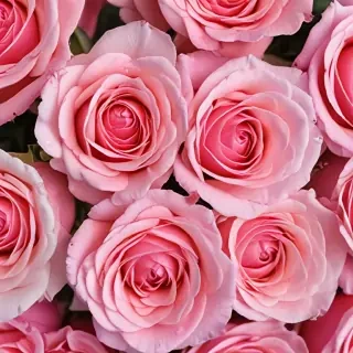 pink roses wallpaper iphone