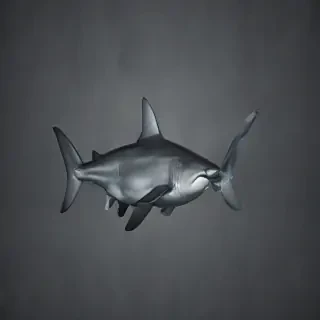 shark backgrounds