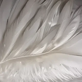 feather background