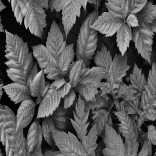leaves black and white