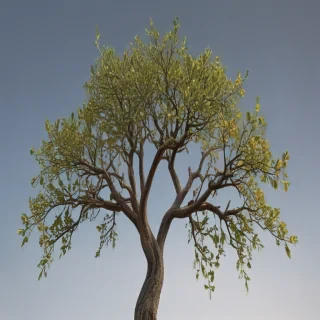 png branches