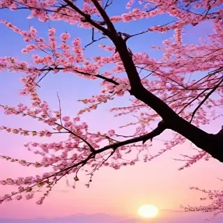 cherry blossom backgrounds