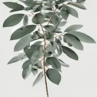 eucalyptus clipart black and white