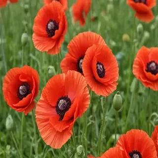 poppy flower