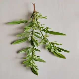 mistletoe png