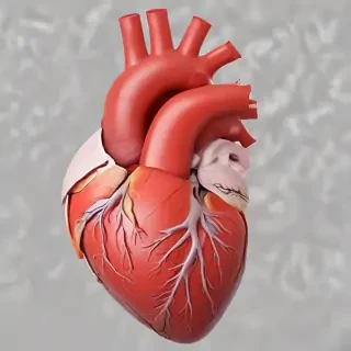 human heart png