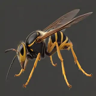 wasp png
