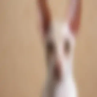 cornish rex breed