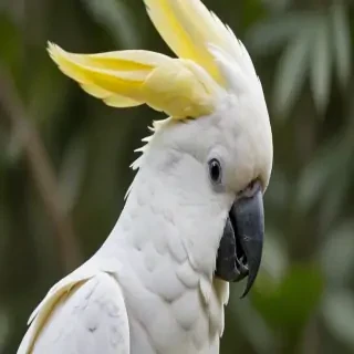 cockatoo