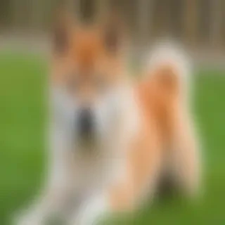 akita inu dog breed
