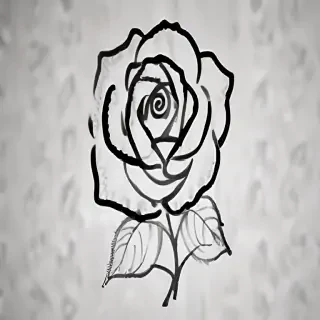 rose outline
