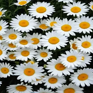 daisy flower wallpaper