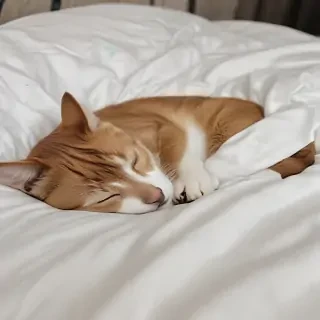sleeping png