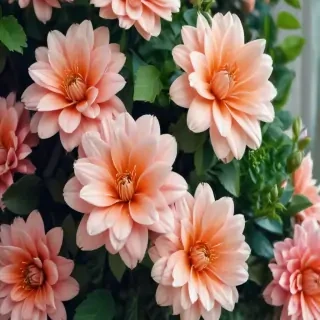 cute flower wallpapers