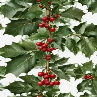 holly png