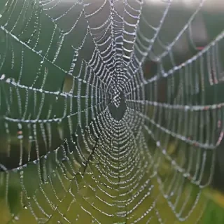 spiderweb
