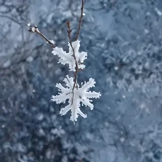 snow iphone background