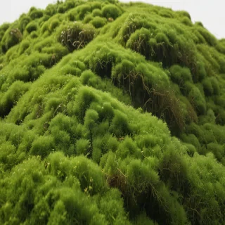 moss png