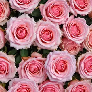 pink roses wallpaper iphone
