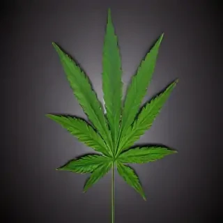 marijuana leaf