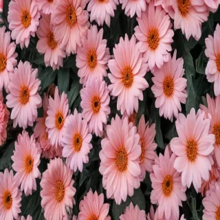cute aesthetic wallpapers flowers